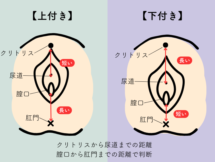 上付き セール 体位 クッション